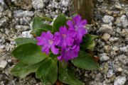 Primula spectabilis