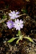 Primula stenocalyx