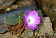 Primula_tyrolensis_TOM_8741.JPG