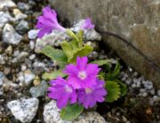 Primula villosa