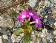 Primula villosa