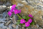 Primula villosa var. commutata