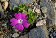 Primula x fosteri