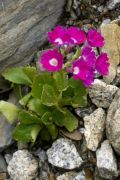 Primula x venusta