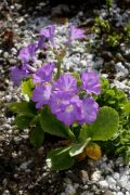 Primula x wockei 'Zeus'