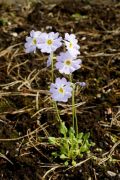 Primula zambalensis