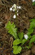 Pteridophyllum racemosum