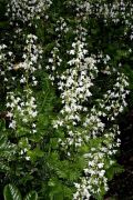 Pteridophyllum_racemosum_TOM_Z9R6775.JPG