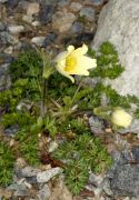 Pulsatilla_albana_TOM_1081.JPG