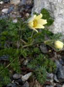 Pulsatilla albana