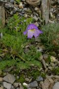 Pulsatilla albana subsp. georgica