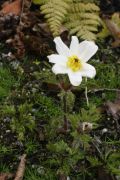 Pulsatilla alpina