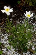 Pulsatilla alpina subsp. alpina