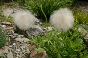 Pulsatilla chinensis