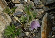 Pulsatilla chinensis