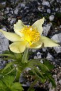 Pulsatilla patens subsp. flavescens