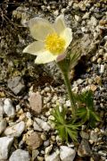 Pulsatilla patens subsp. flavescens