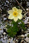 Pulsatilla patens subsp. flavescens