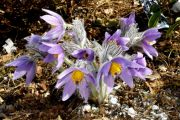 Pulsatilla slavica