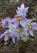 Pulsatilla subslavica