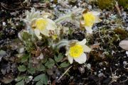 Pulsatilla vernalis