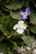 Ramonda myconi 'Alba'