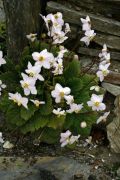 Ramonda myconi 'Rosea'