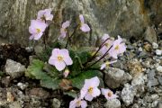 Ramonda_myconi 'Rosea'