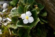 Ramonda nathaliae 'Alba'