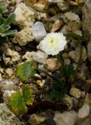 Ranunculus alpestris 'Anne Marie'