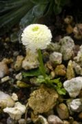 Ranunculus alpestris 'Anne Marie'