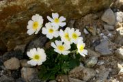 Ranunculus alpestris