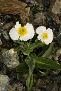 Ranunculus amplexicaulis