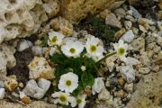 Ranunculus crenatus