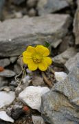 Ranunculus hybridus