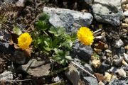 Ranunculus montanus 'Plenus'