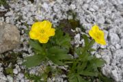 Ranunculus montanus