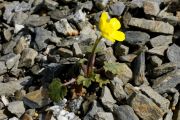 Ranunculus nigricans