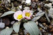 Ranunculus parnassifolius Nuria form