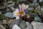 Ranunculus parnassifolius Nuria form