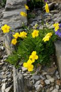 Ranunculus sartorianus