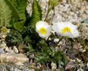 Ranunculus seguieri