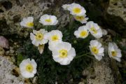 Ranunculus seguieri