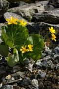 Ranunculus thora