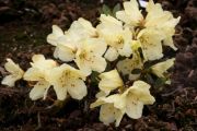 Rhododendron aureum