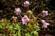 Rhododendron campylogynum var. myrtilloides