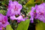 Rhododendron 'Praecox'