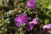 Rhododendron prostratum