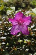 Rhododendron radicans