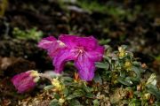 Rhododendron radicans